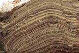 Polished Domal Stromatolite Section - Billion Years Old #239927-1
